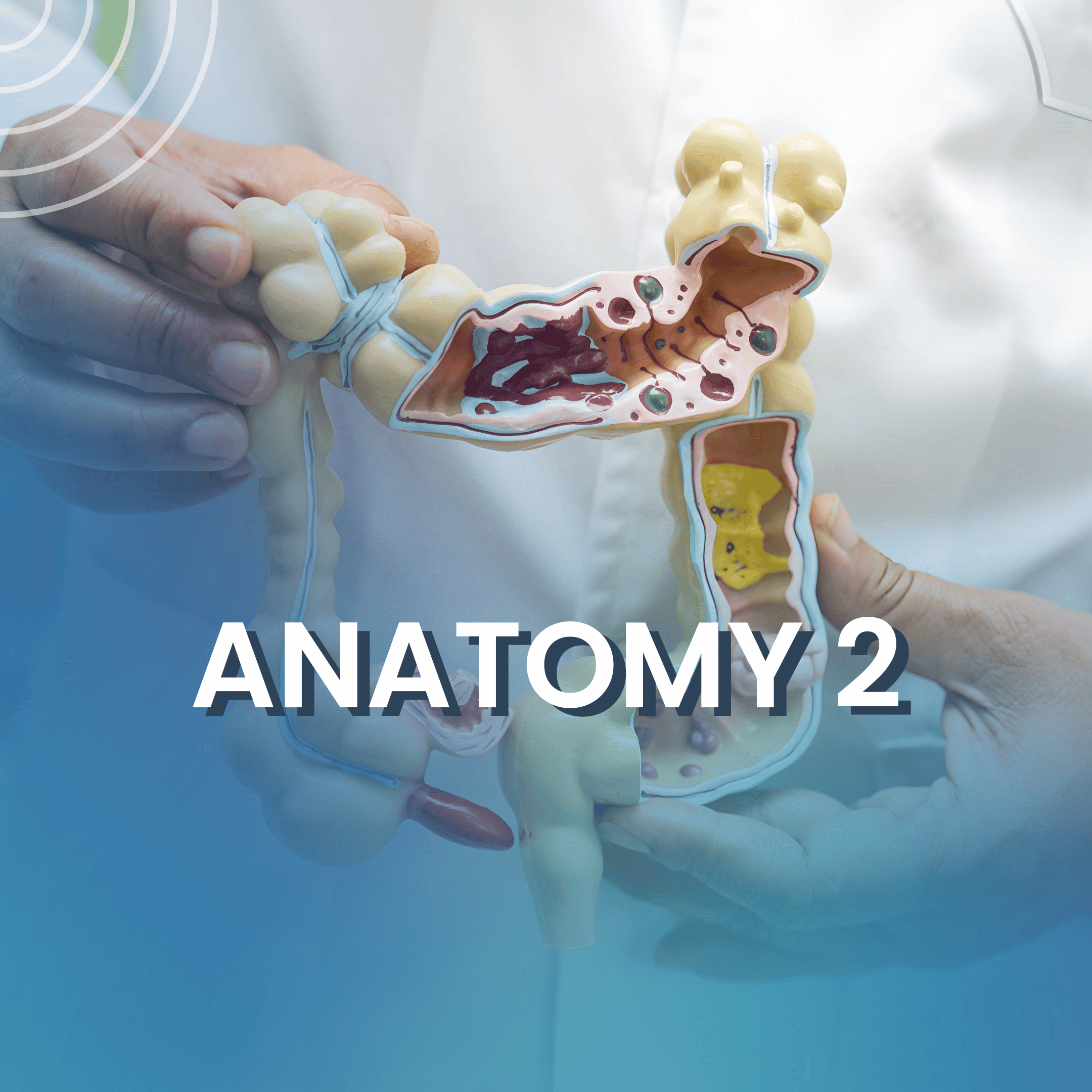 Human Anatomy 2 - UAE University