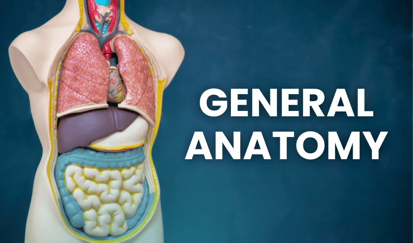 General Anatomy