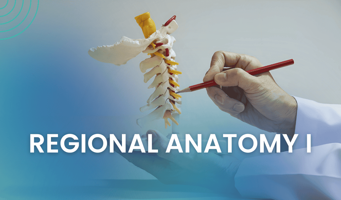 Regional Anatomy I