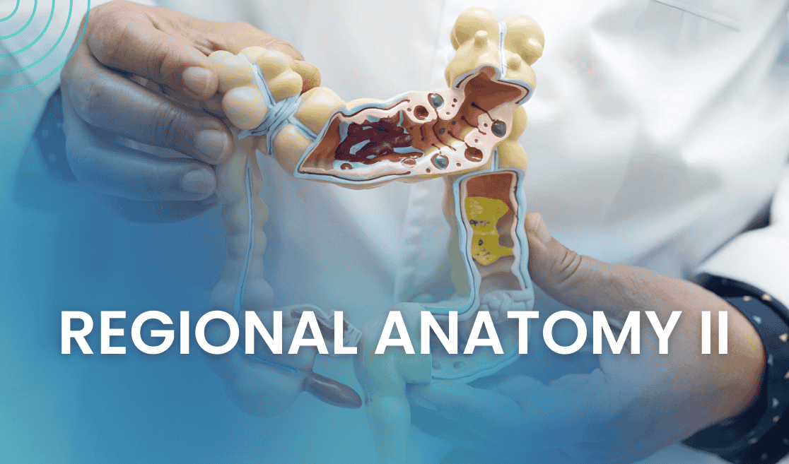 Regional Anatomy II
