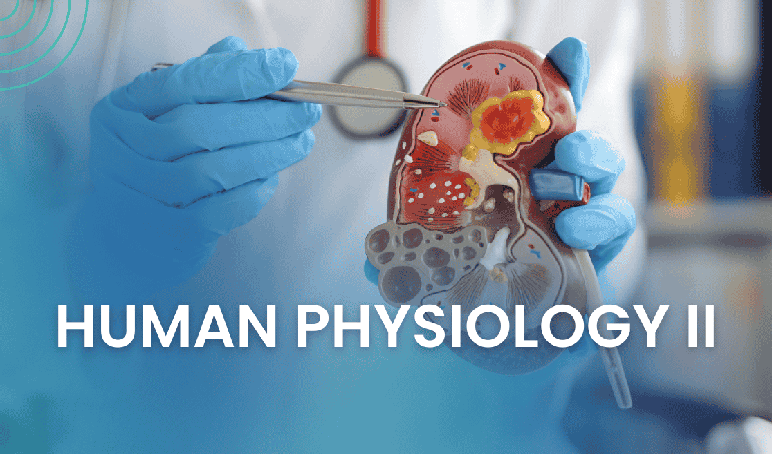 Human Physiology II