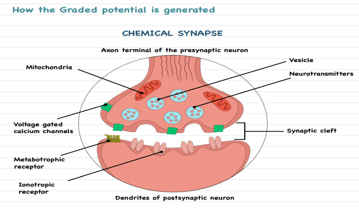 Physiology