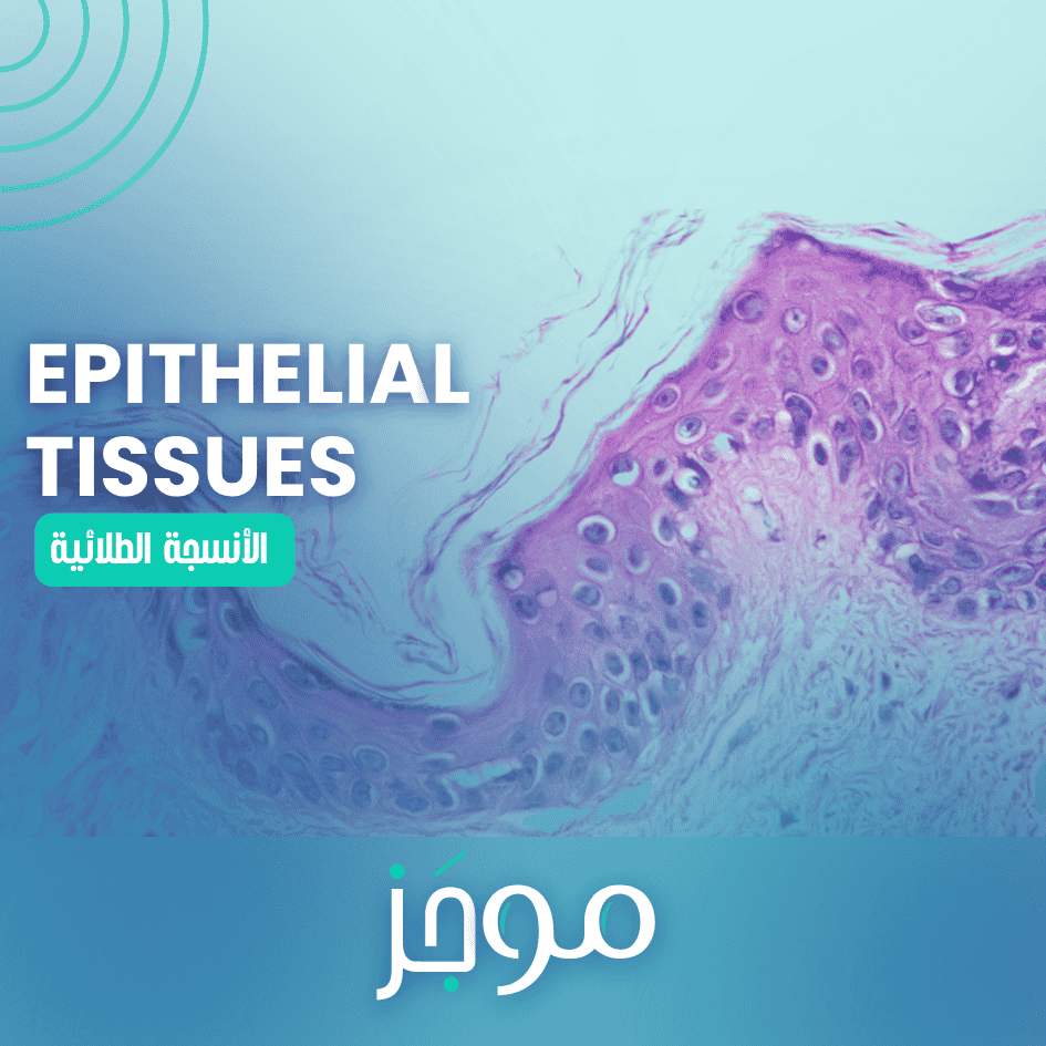 الأنسجة الطلائية – Epithelial Tissue