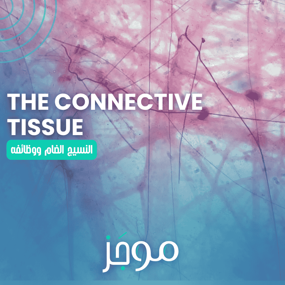 النسيج الضام –The Connective Tissue