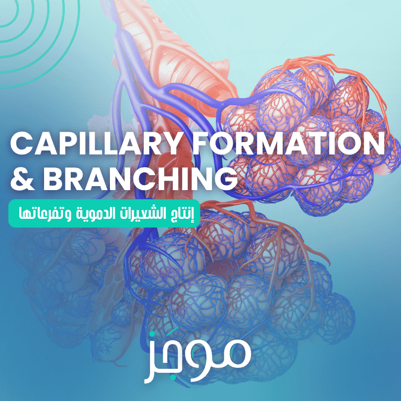 إنتاج الشعيرات الدموية وتفرعاتها – Capillary Formation and Branching
