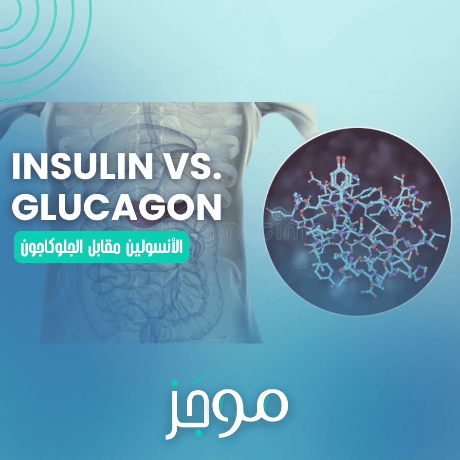 الأنسولين مقابل الجلوكاجون – Insulin vs. Glucagon