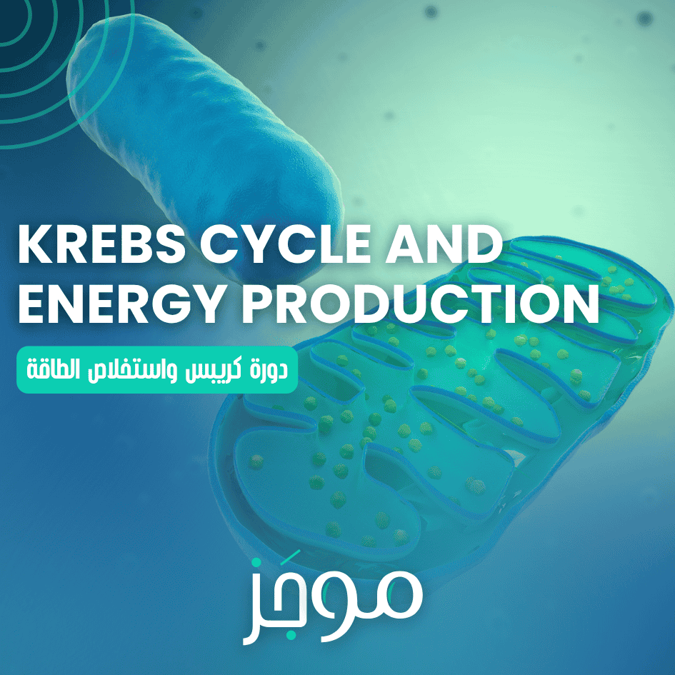 دورة كريبس واستخلاص الطاقة – Krebs Cycle and Energy Production