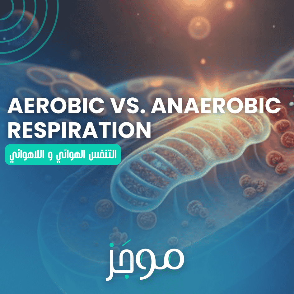 التنفس الهوائي مقابل اللاهوائي – Aerobic vs. Anaerobic Respiration